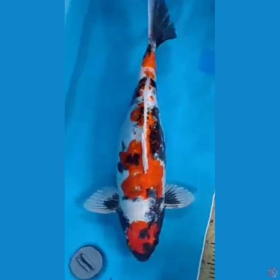 60cm kindaii showa doitsu SQ
