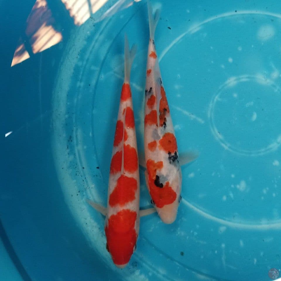 24-25cm