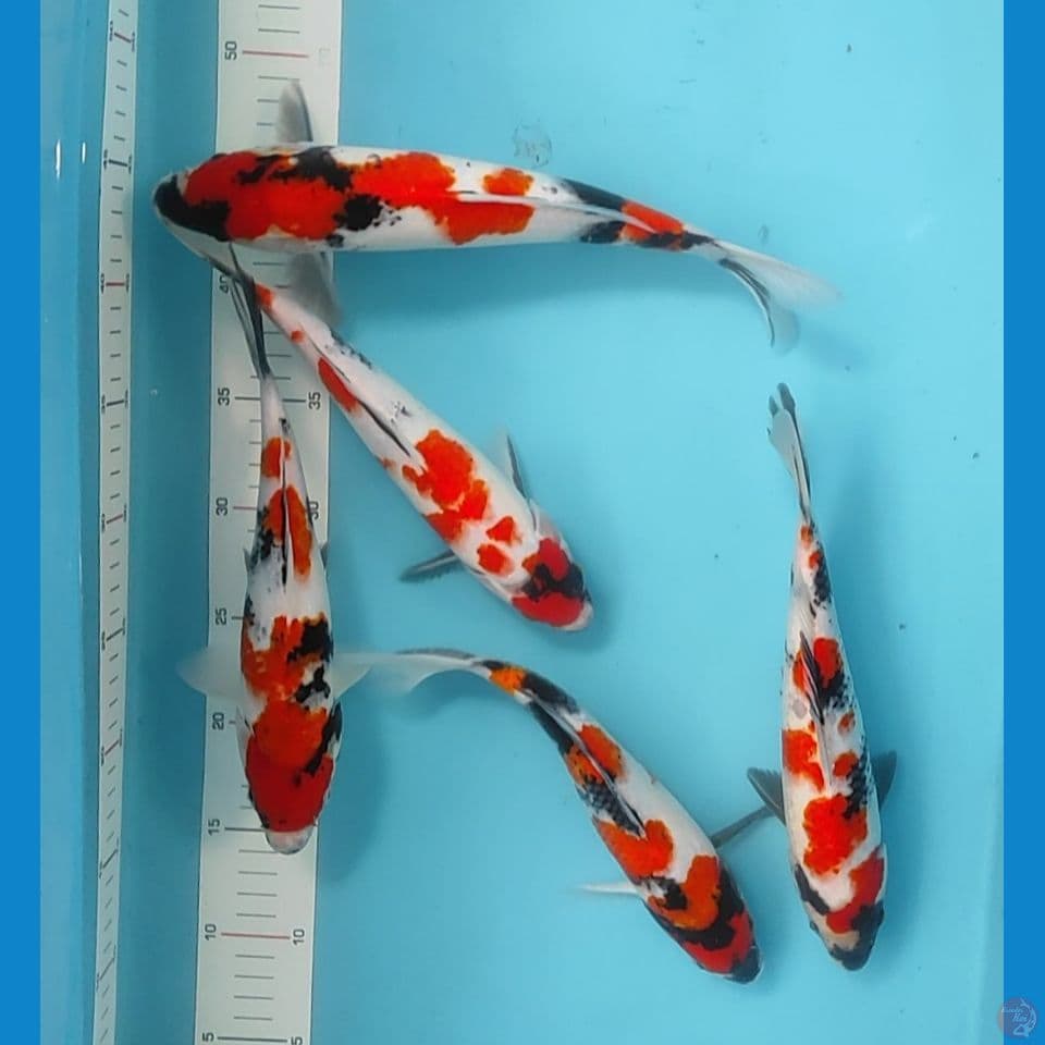 25-28cm