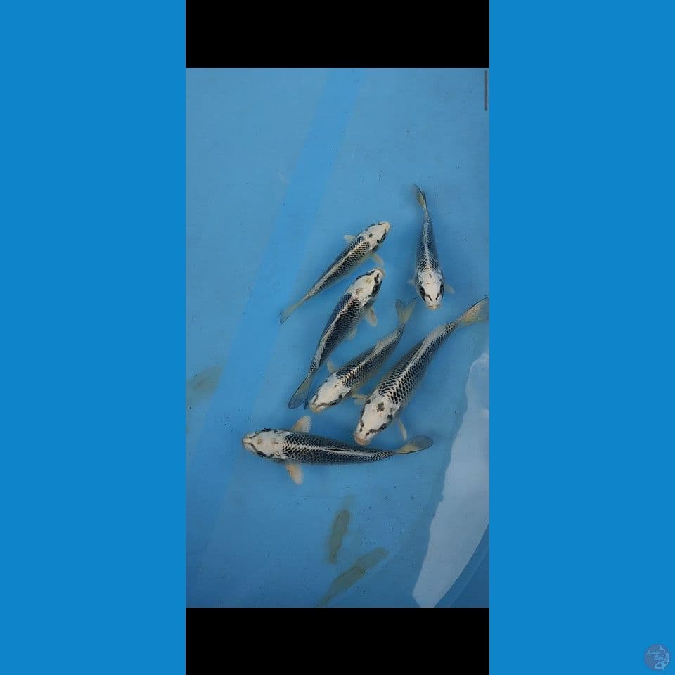 bahan kiping matsubha 15 20 cm