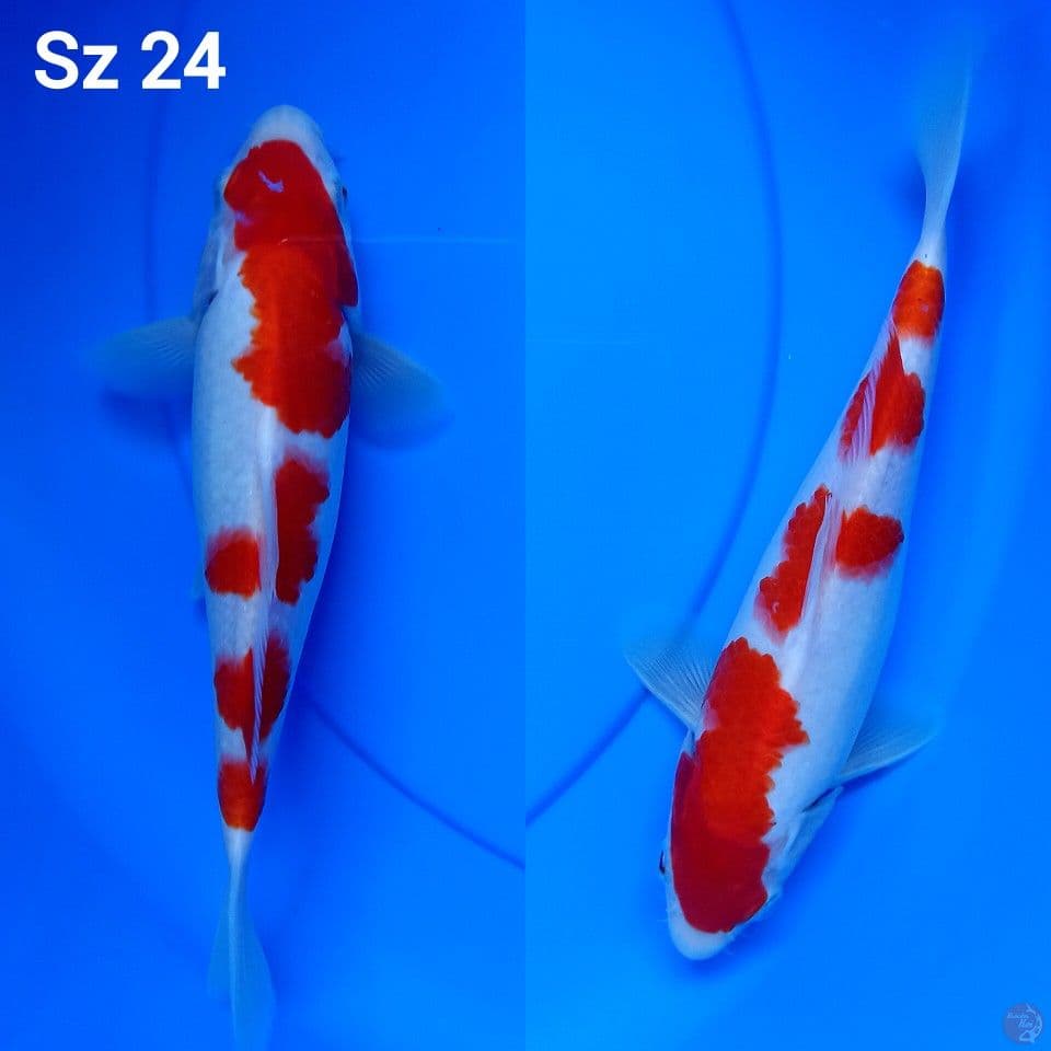 kohaku ori sz 24