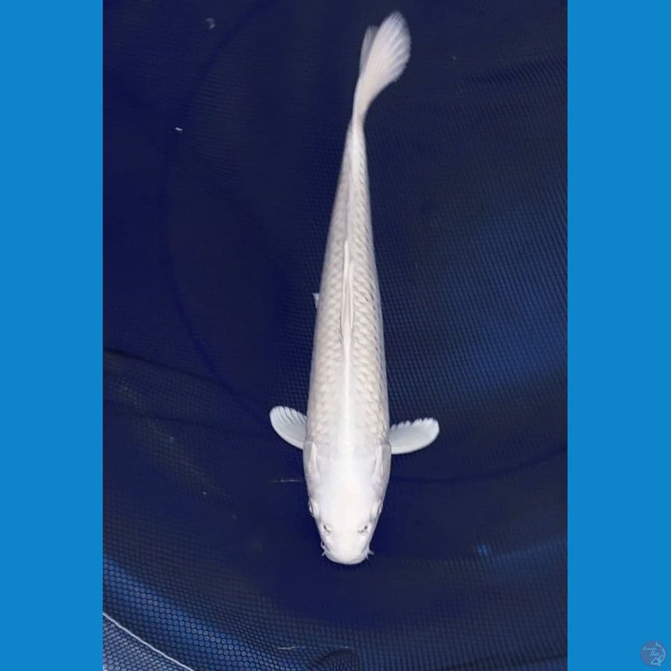 platinum 33cm