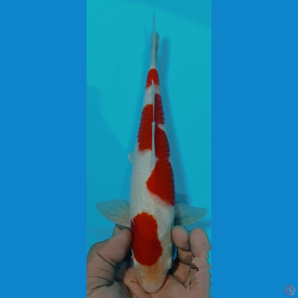 kohaku 30 cm