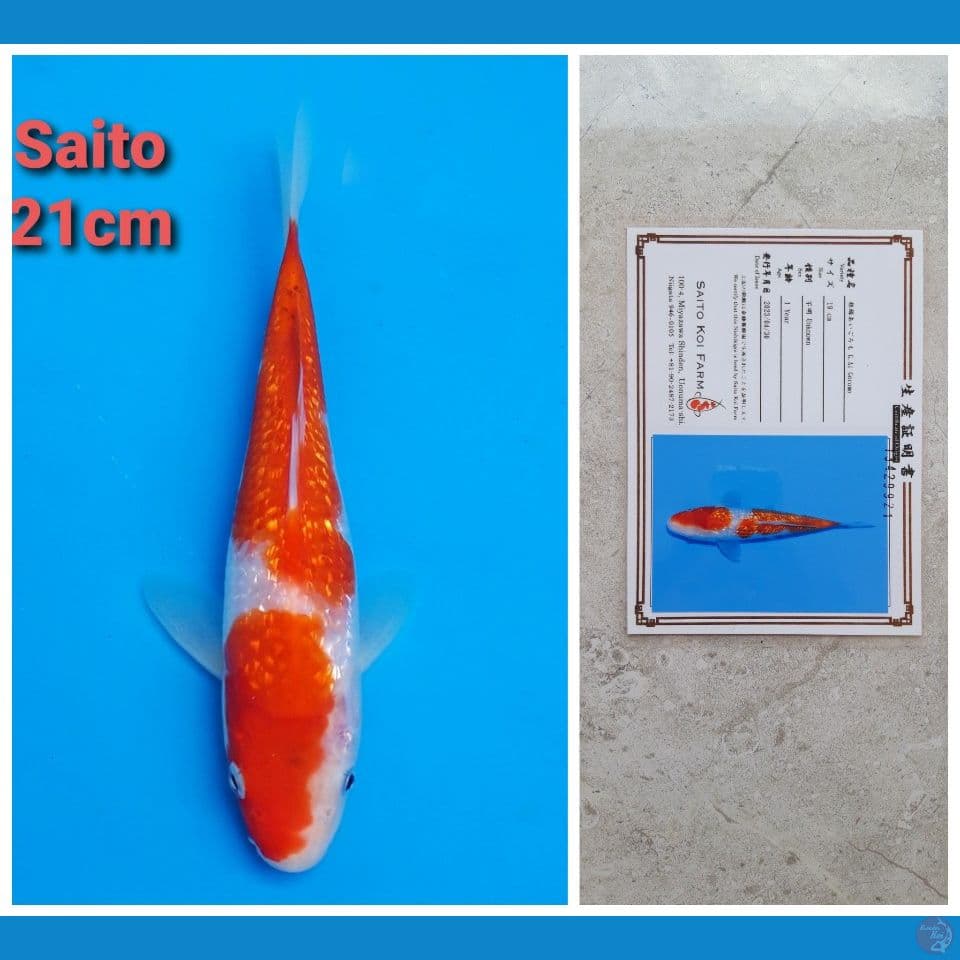 SAITO GINRIN 21CM SERTIFIKAT