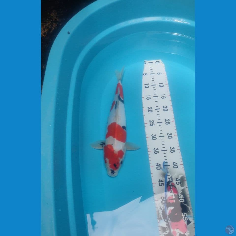 Showa Doitsu Calon Super 40cm™