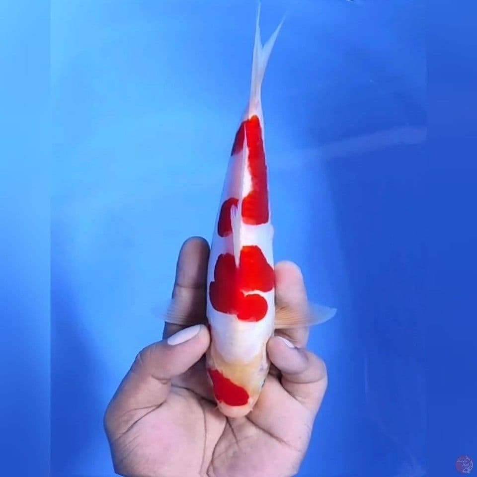 Doitsu kohaku# 22cm - Female