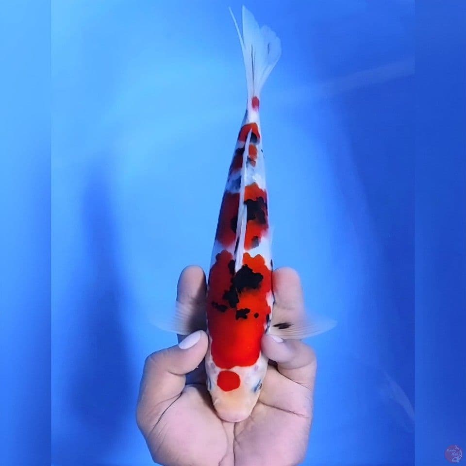 Sanke# 26cm - Male