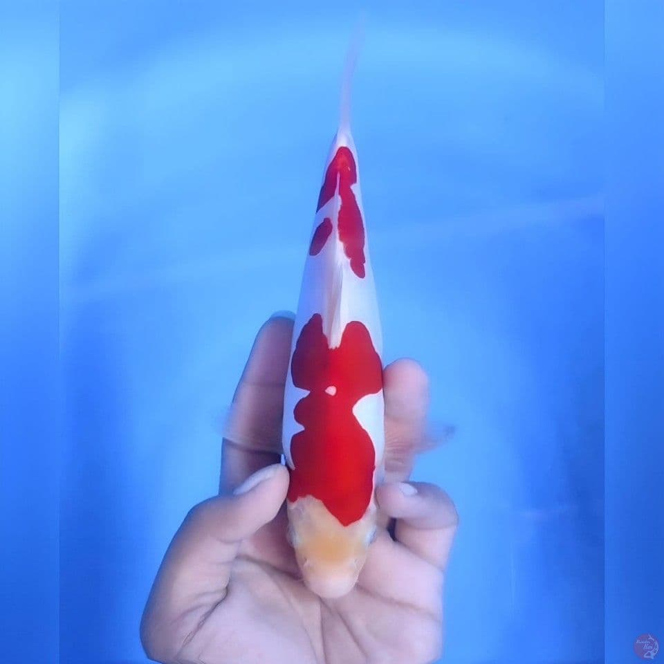 Kohaku doitsu murni#