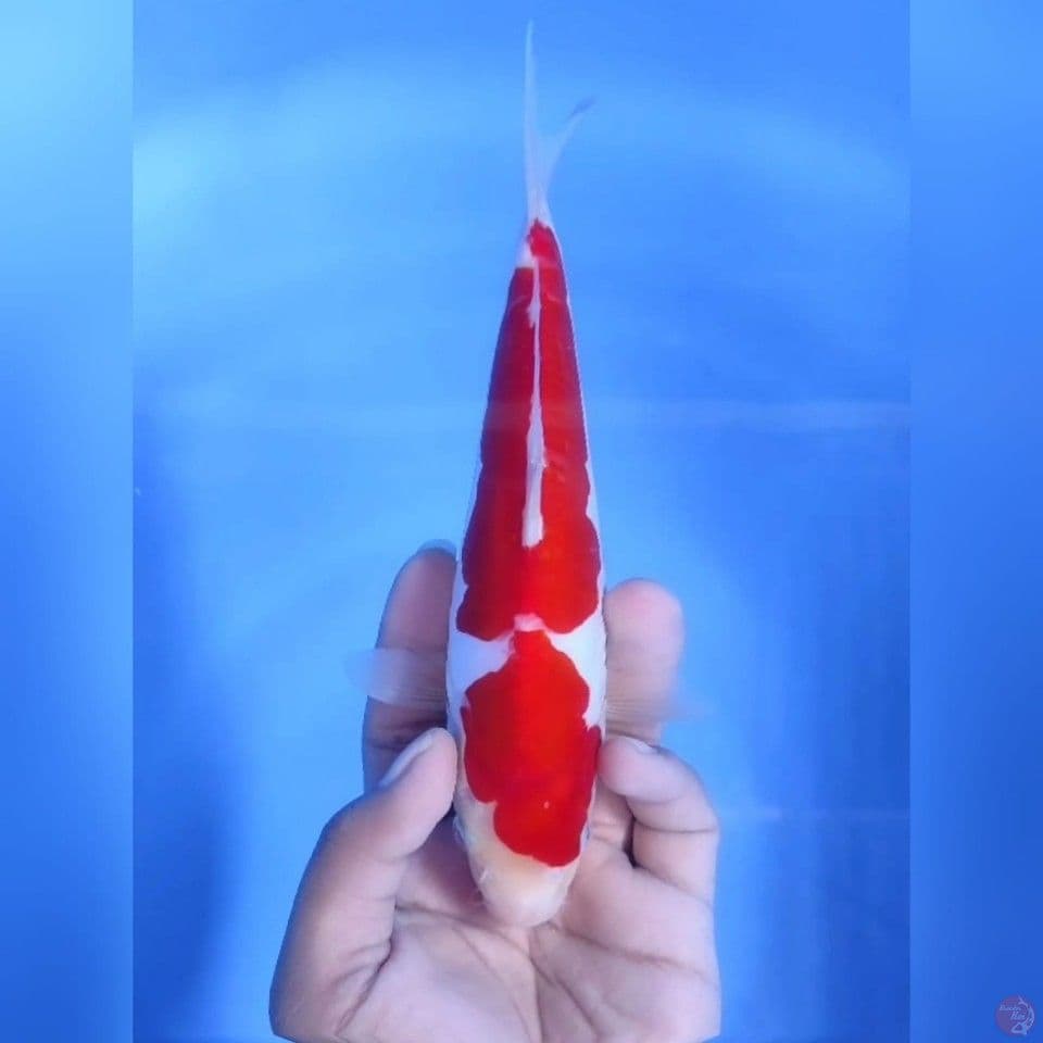 Kohaku doitsu# 24cm - Female