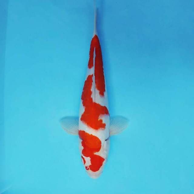 HARUNA 7 - KOHAKU