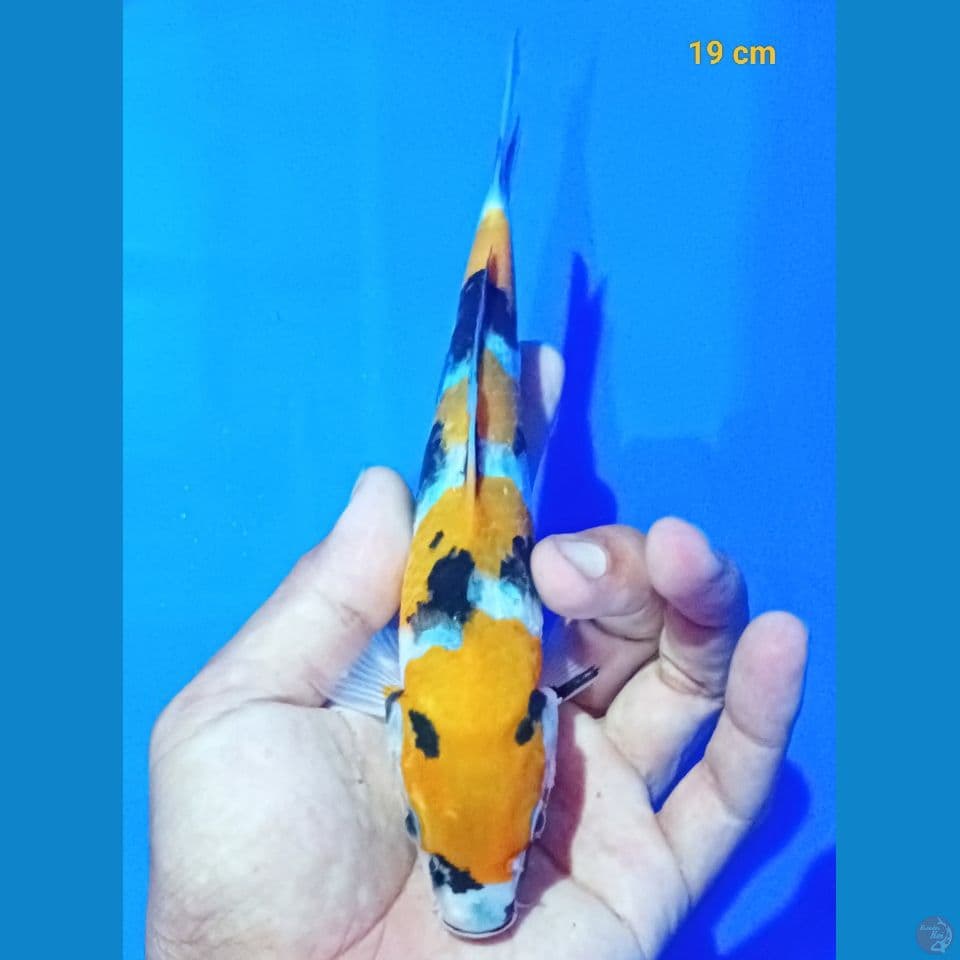 showa 19cm