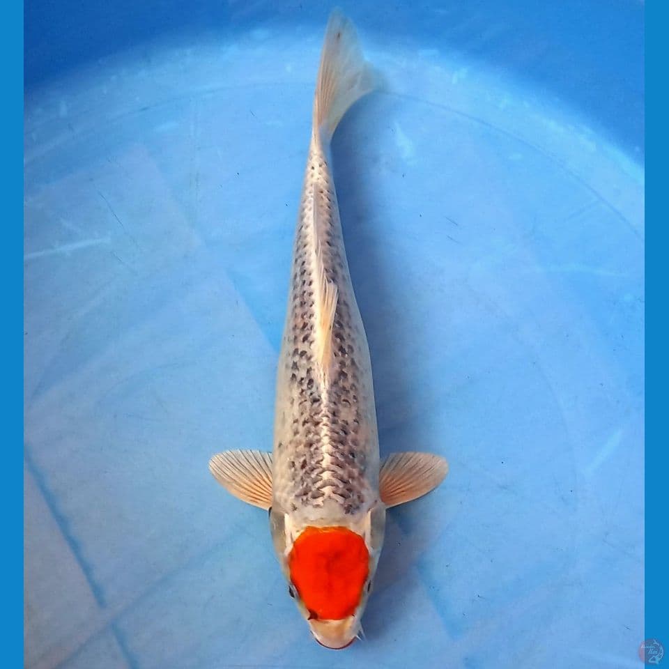 TANCHO KUJAKU KUCIBENI 31CM MALE