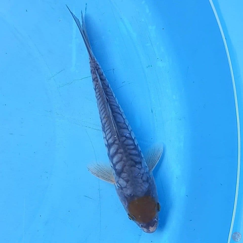 TANCHO OCHIBA ARAGOKE 19CM MALE
