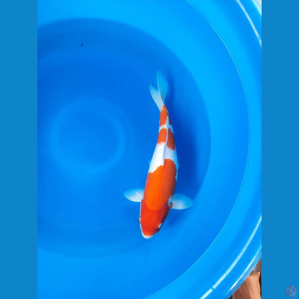 kohaku 40cm