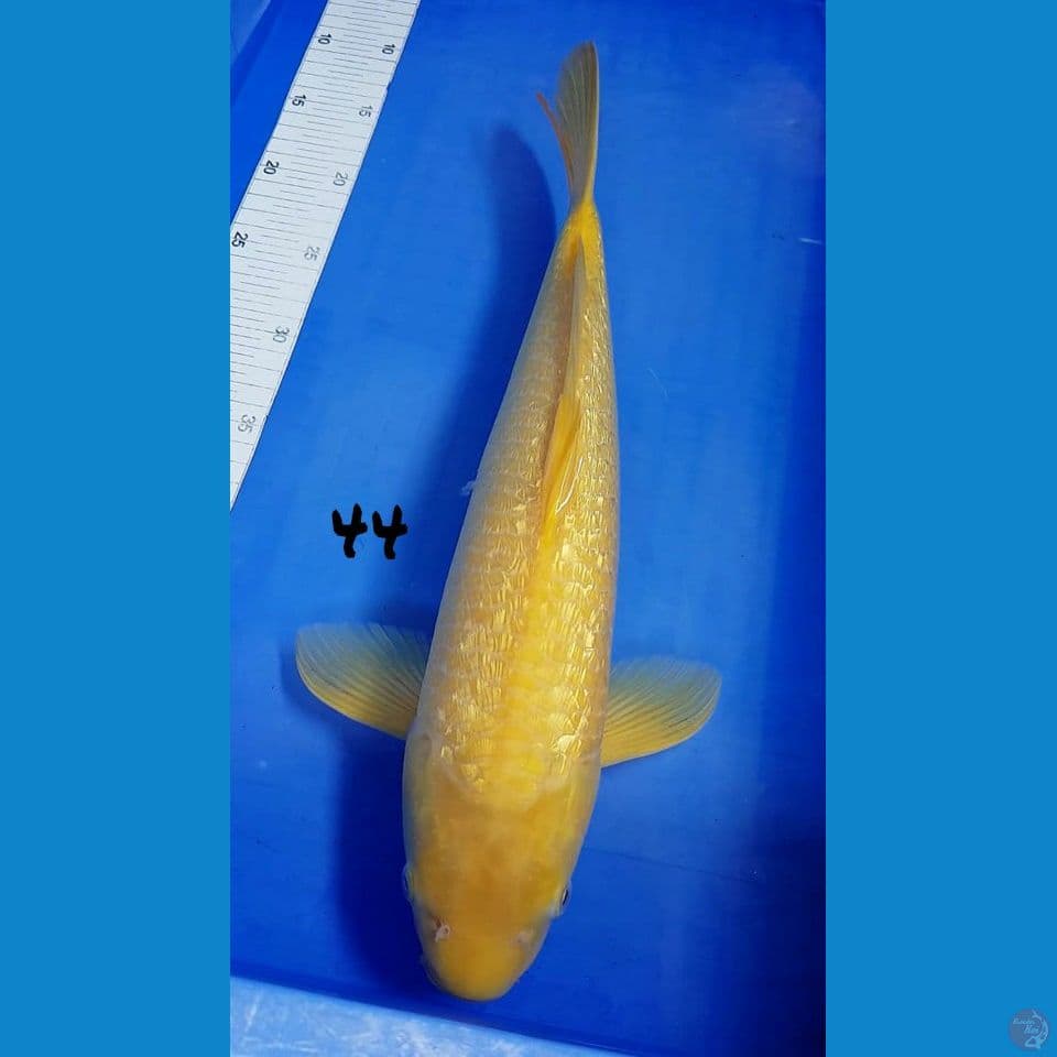 44cm KARASI GINRIN