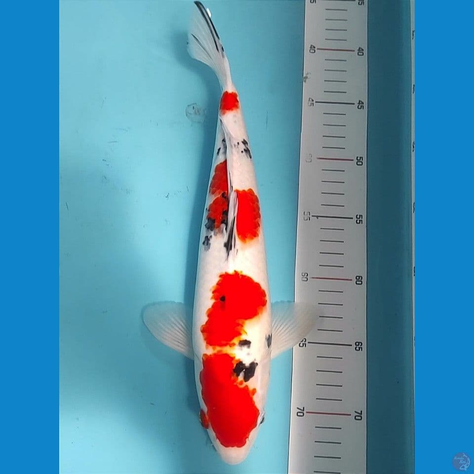 sanke 35cm