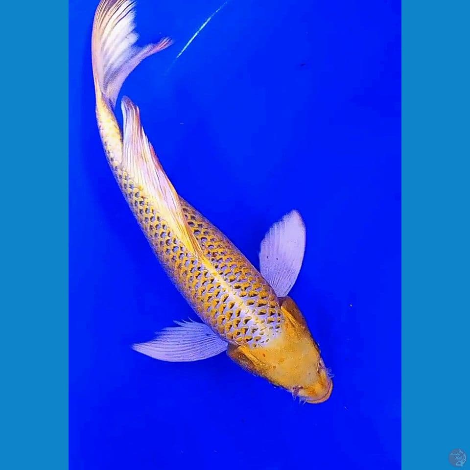 35cm kumpay gin matsuba