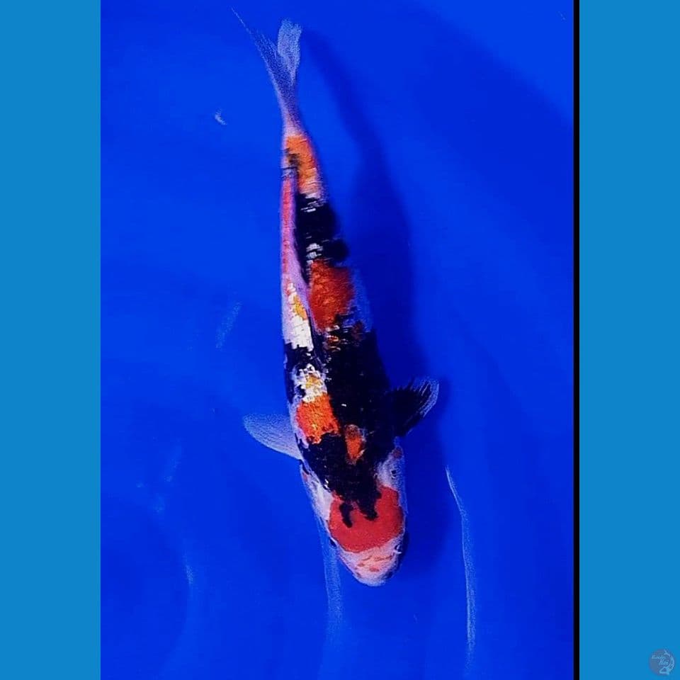 31 cm maruten showa ginrin