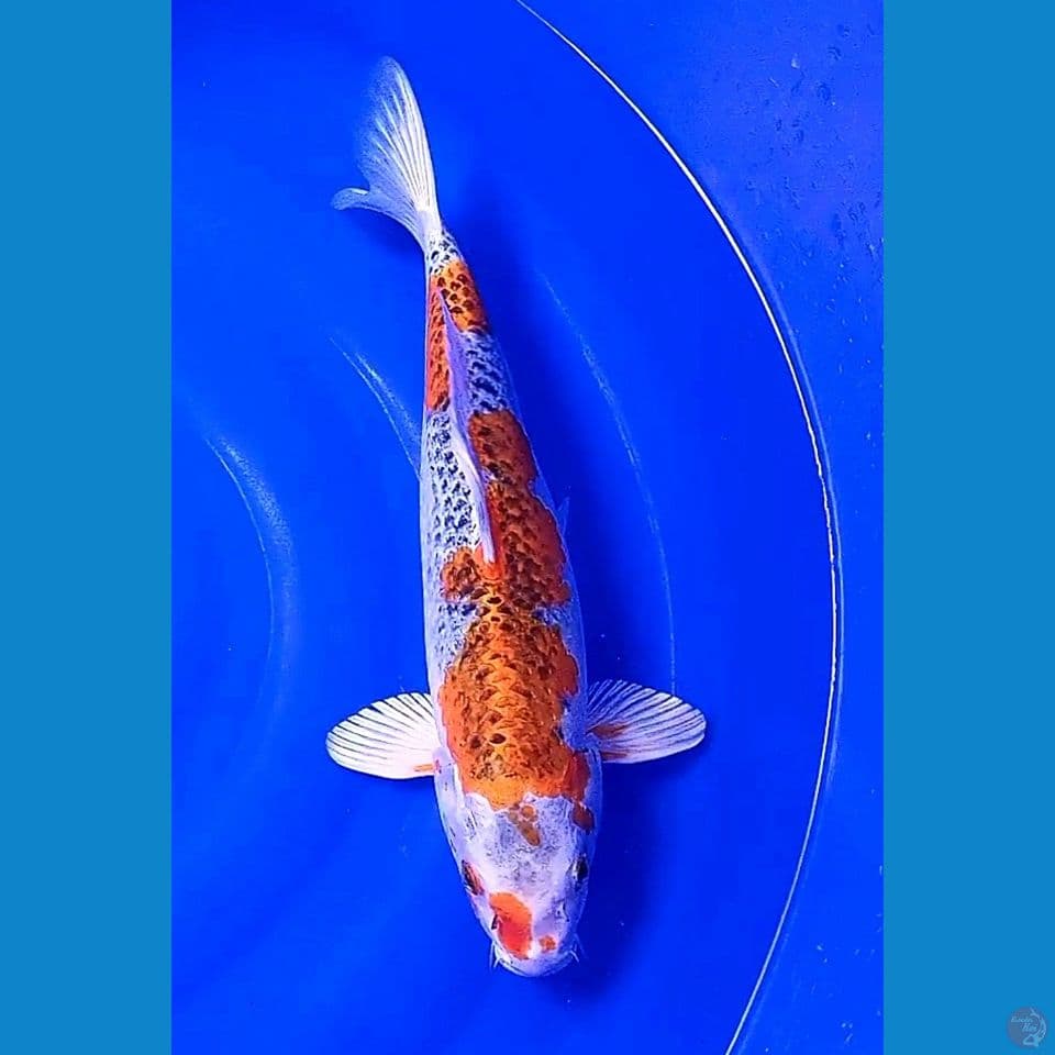 40 cm kujaku kirin fm
