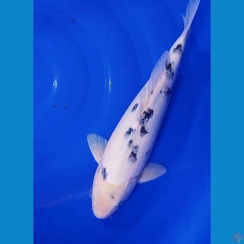 34cm bekko