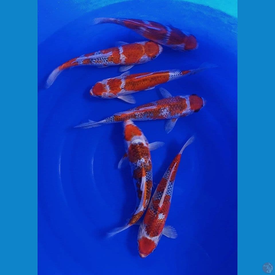 6 ekor maruten goshiki 30 cm