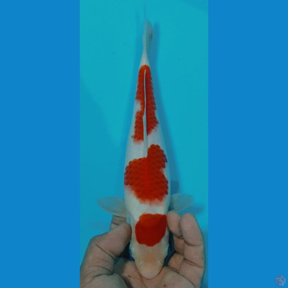 KOHAKU 28cm