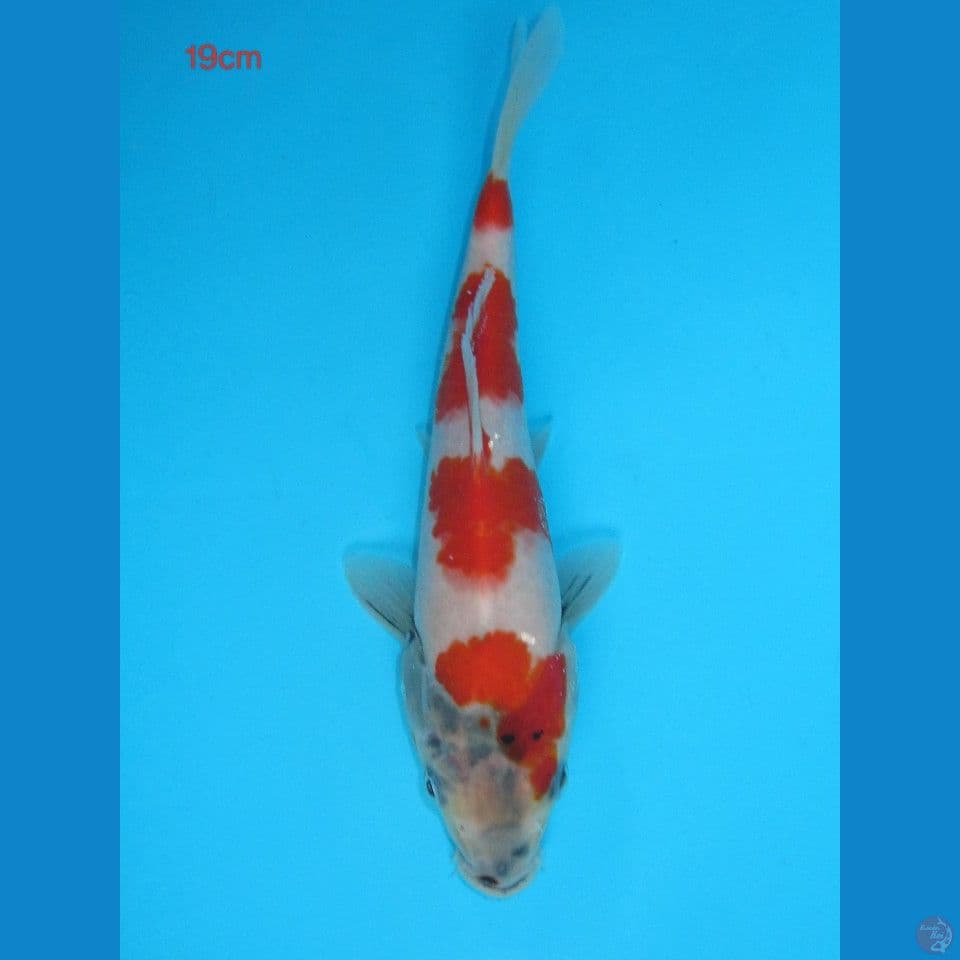 Kindai Showa 19cm