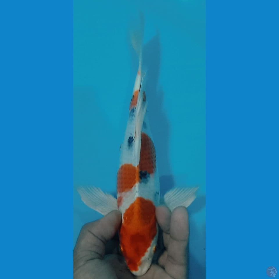 kumpay 29