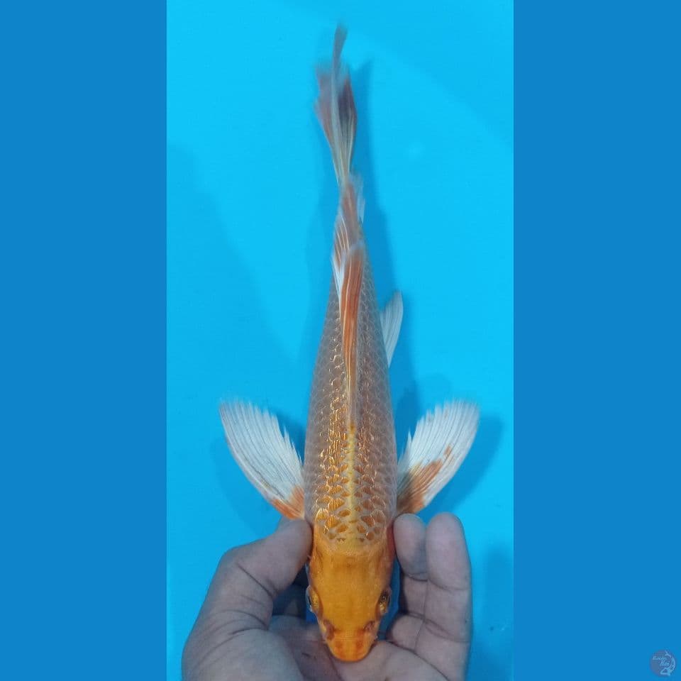 kumpay 31