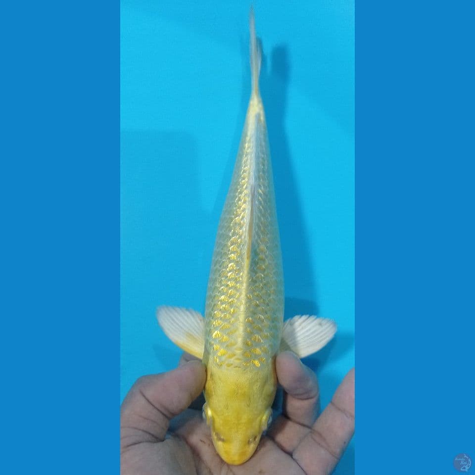 yamabuki 29