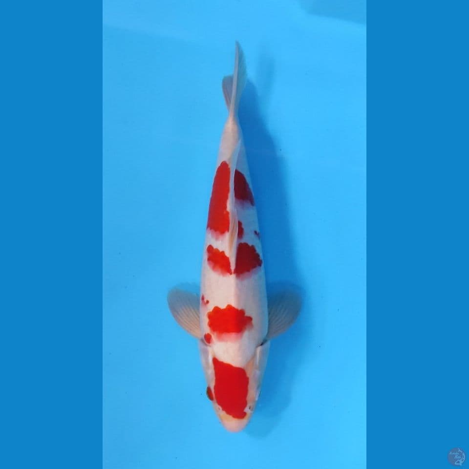 ORIGINAL KOHAKU 35CM - MALE