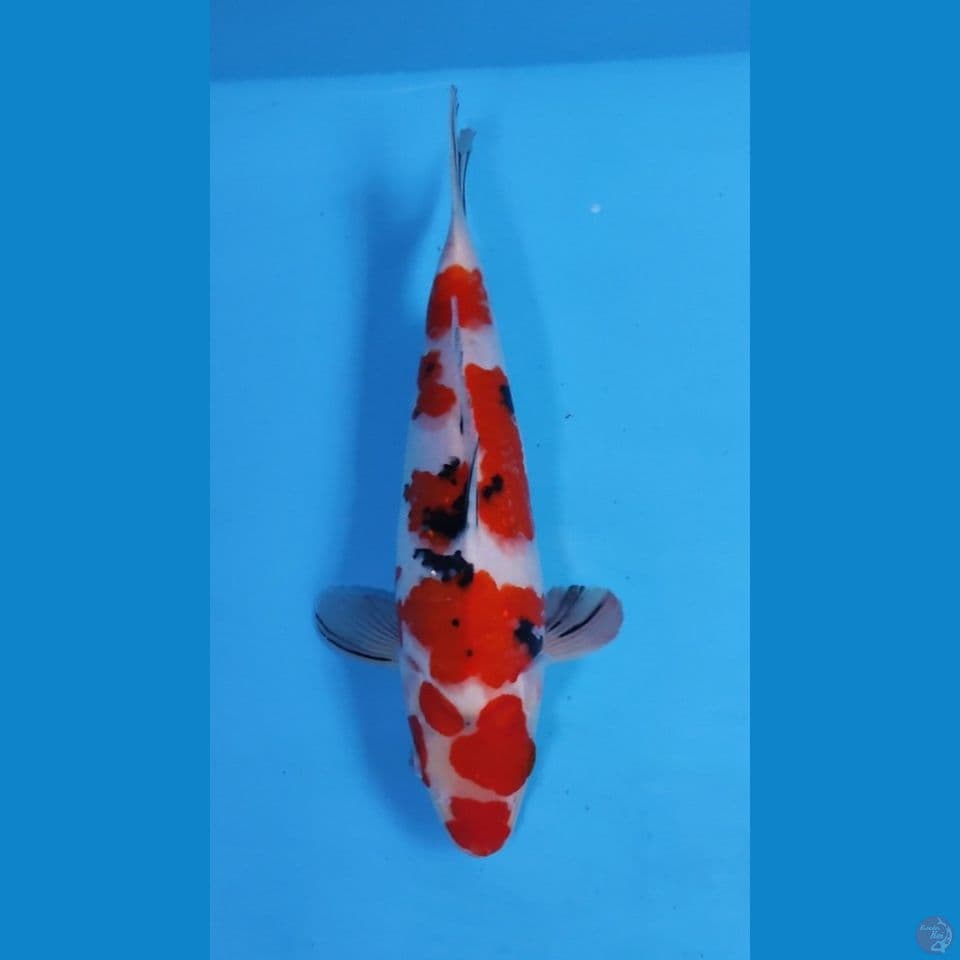 MARUTEN SANKE 28CM - FEEMALE