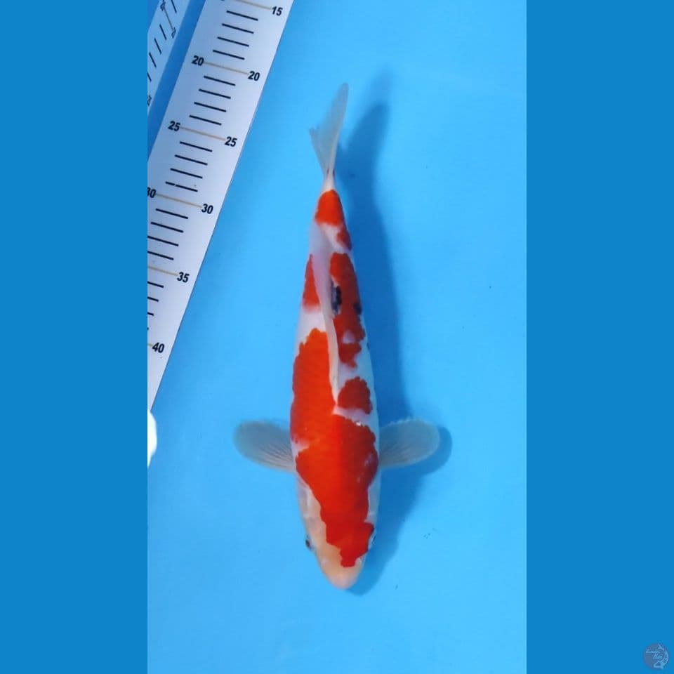 KOHAKU BOCOR DIKIT FREE CUTING 33CM - FEEMALE