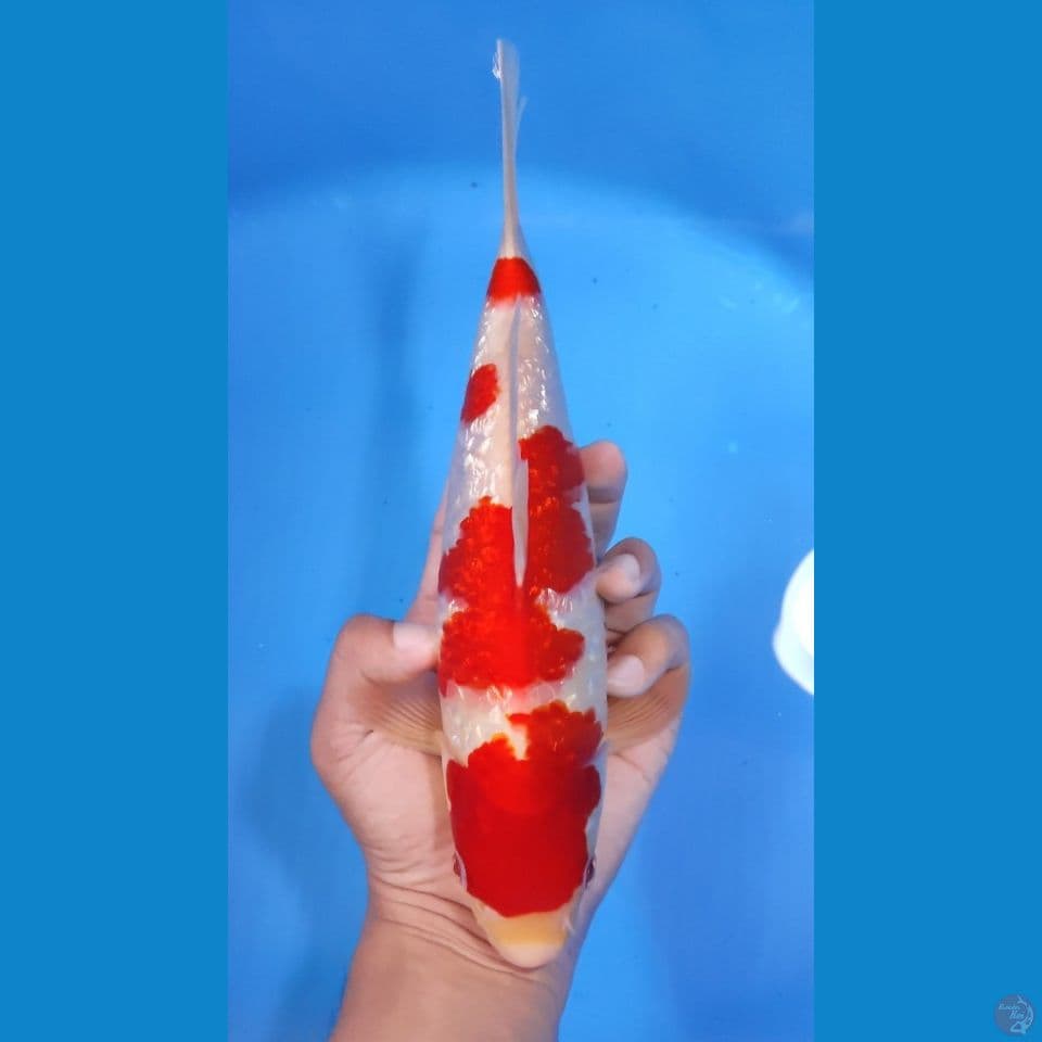 KOHAKU GINRIN RED STRONG - 28CM - MALE