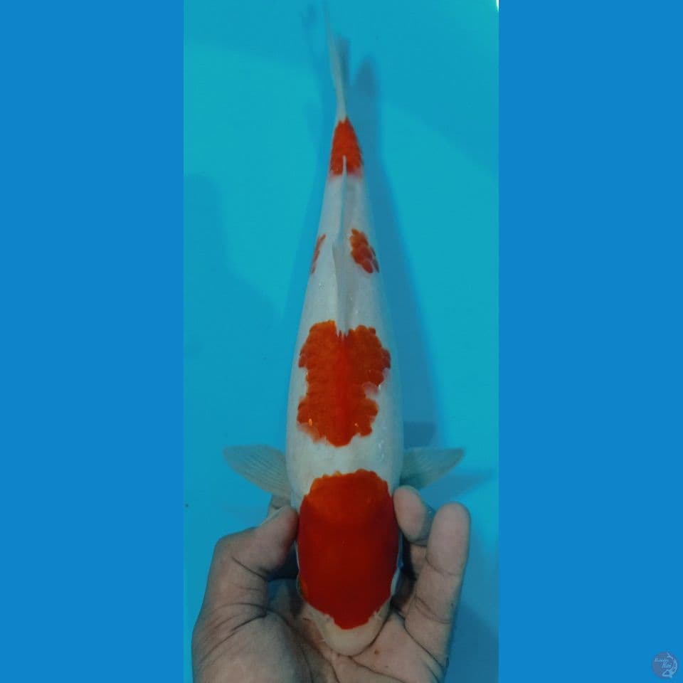 kohaku 35