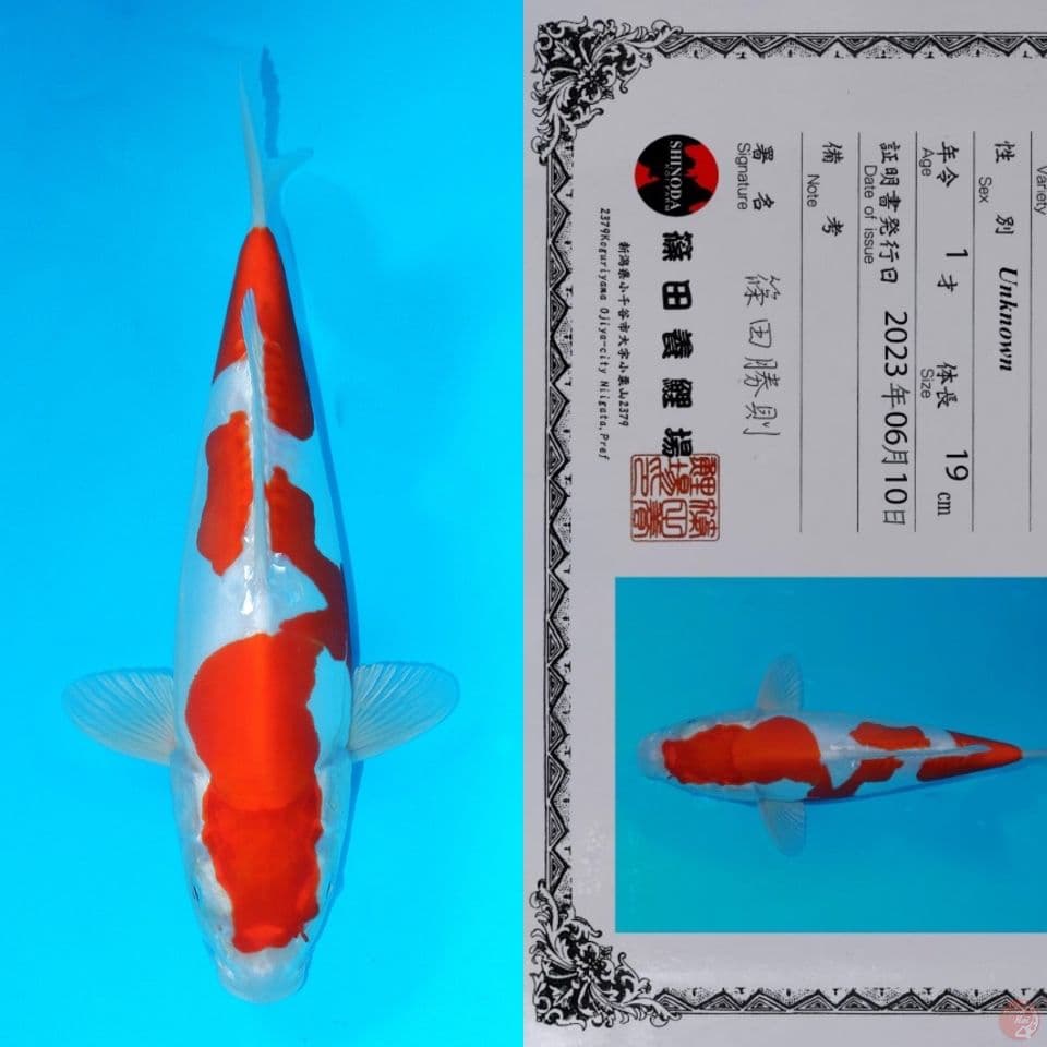 SHINODA KOHAKU DOIT SQ 30CM