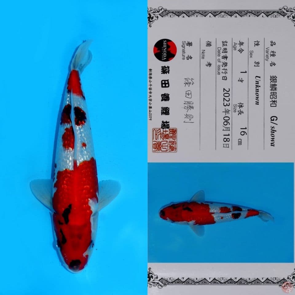 SHINODA SHOWA SANSHOKU GINRIN HQ 28CM