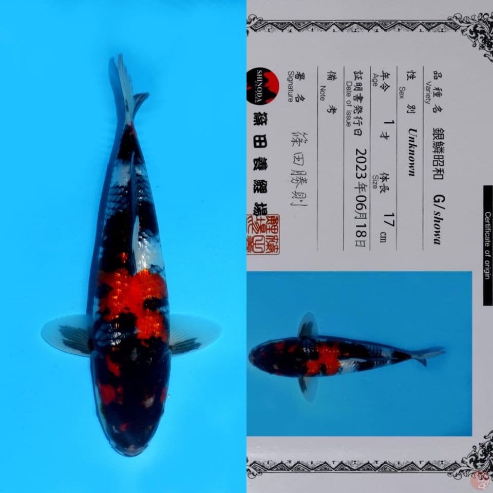 SHINODA SHOWA GINRIN HQ 27CM