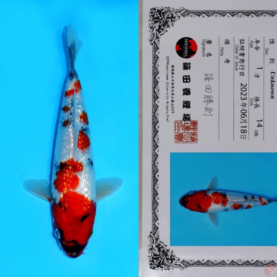 SHINODA KINDAI SHOWA GINRIN HQ 25CM