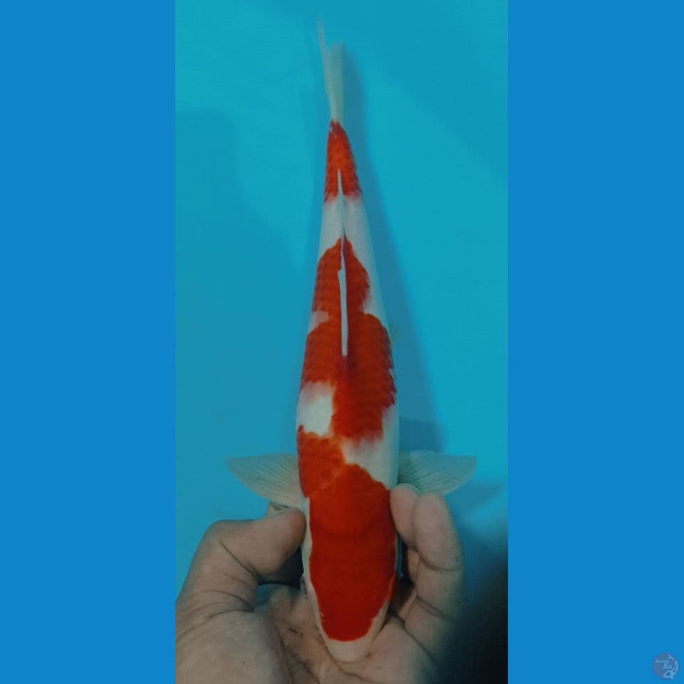 kohaku 29