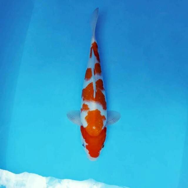ARA 2 - KOHAKU