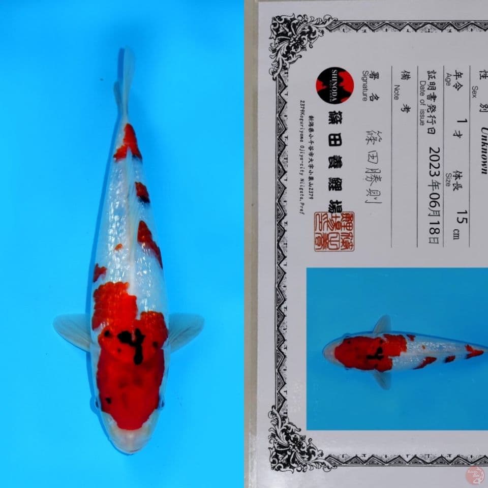 SHINODA KINDAI SHOWA GINRIN HQ 25CM