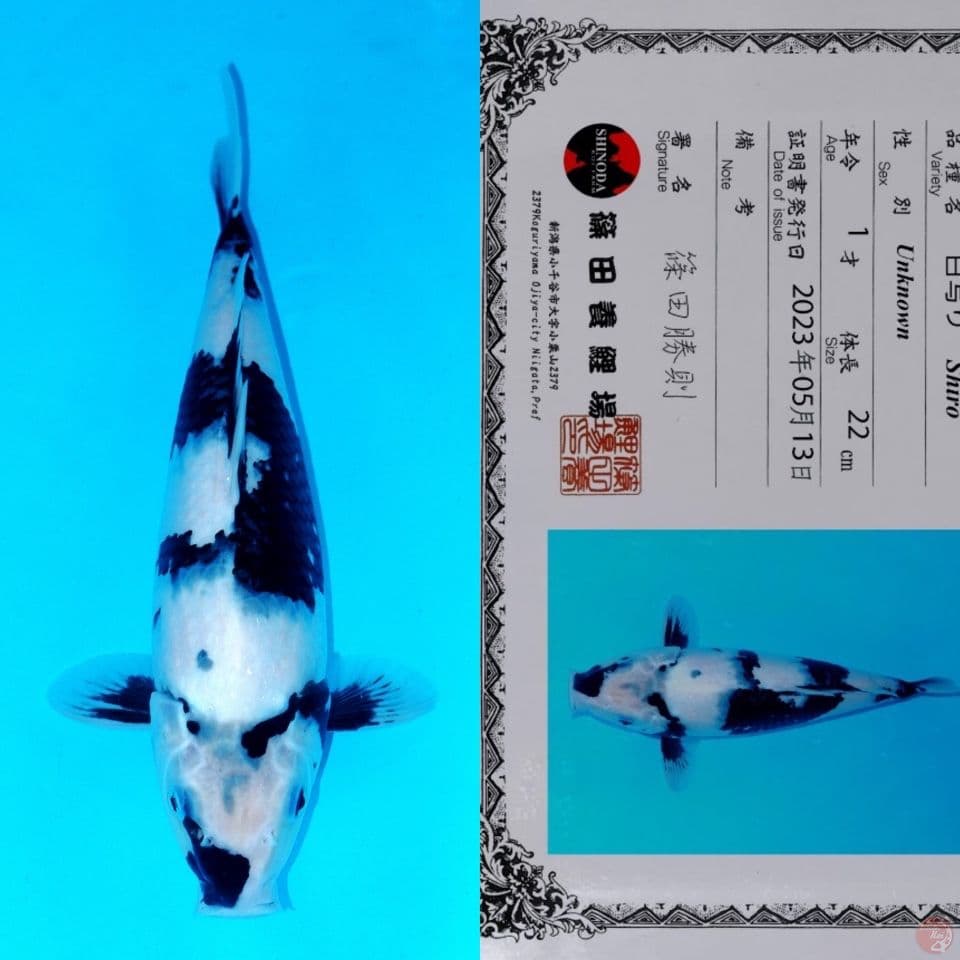 SHINODA SHIRO UTSURI HQ 35CM