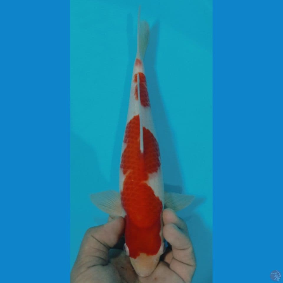kohaku 29