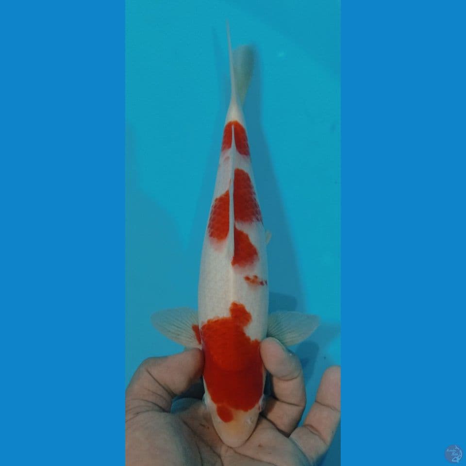 kohaku 29