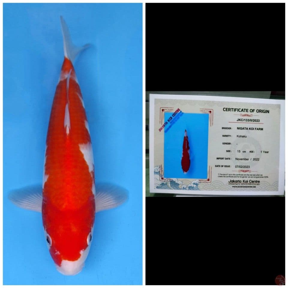 Nigata Kohaku