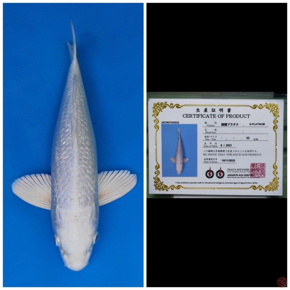 Ogata Platinum Ginrin