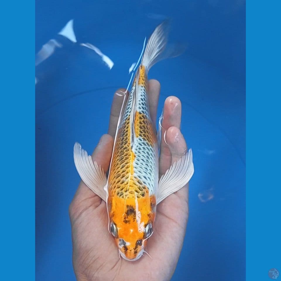 kirin kumpay 25cm