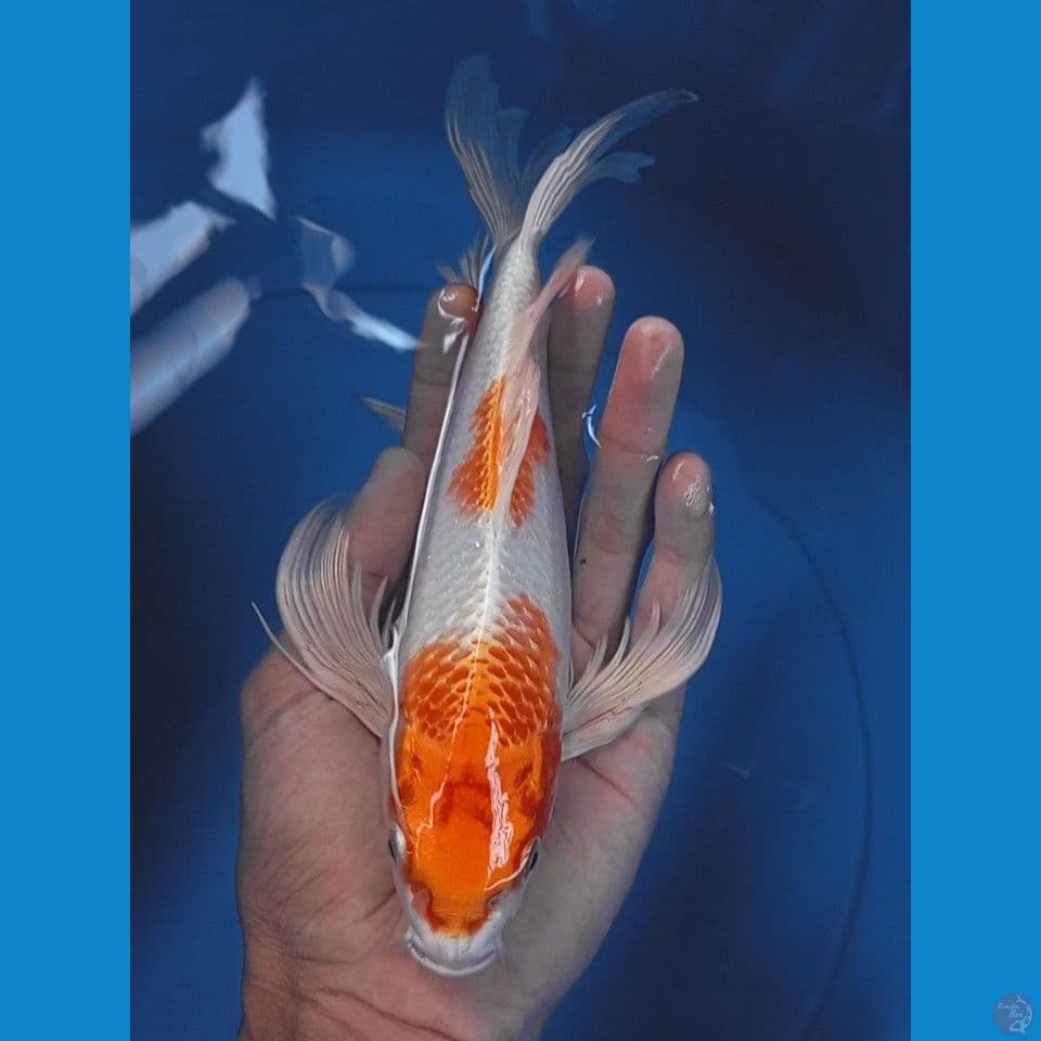 hariwake kumpay 27cm