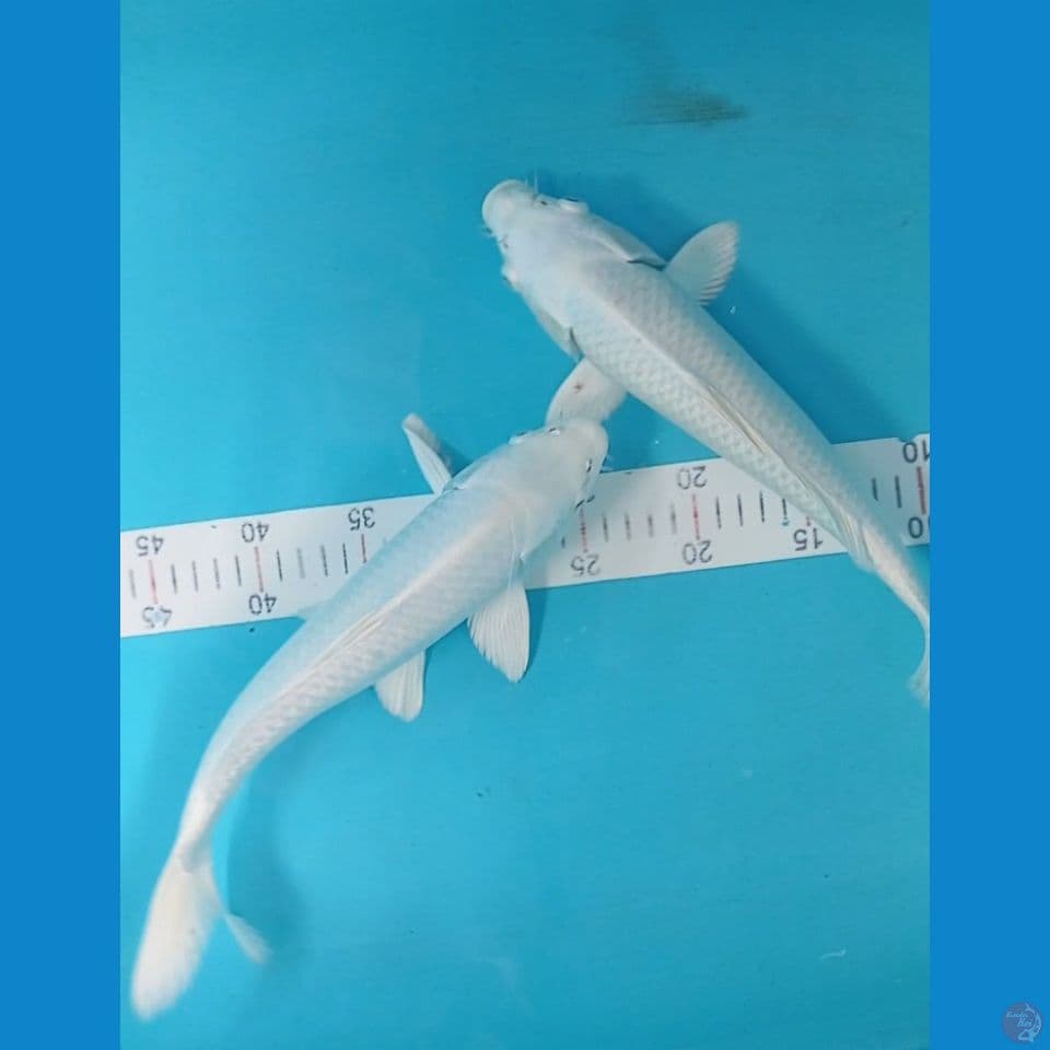 platinum 33&34cm